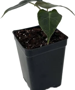 Alocasia Bambino African Mask Live Plant - Dwarf Houseplant, 2.5