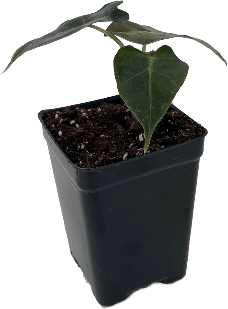 Alocasia Bambino African Mask Live Plant - Dwarf Houseplant, 2.5" Pot - Image 1