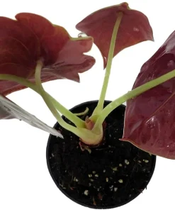 Alocasia Cuprea 'Red Secret' Live Plant – Exotic Houseplant – 2.5 inch Pot – Indoor - Image 2