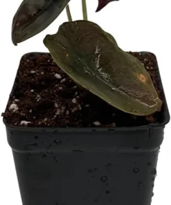 Alocasia Cuprea 'Red Secret' Live Plant – Exotic Houseplant – 2.5 inch Pot – Indoor - Image 3