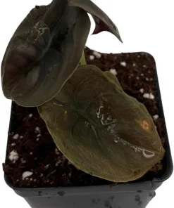 Alocasia Cuprea 'Red Secret' Live Plant – Exotic Houseplant – 2.5 inch Pot – Indoor - Image 4