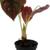 Alocasia Cuprea 'Red Secret' Live Plant – Exotic Houseplant – 2.5 inch Pot – Indoor - Image 1