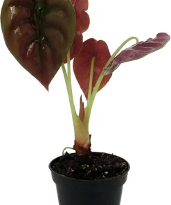 Alocasia Cuprea 'Red Secret' Live Plant – Exotic Houseplant – 2.5 inch Pot – Indoor - Image 1