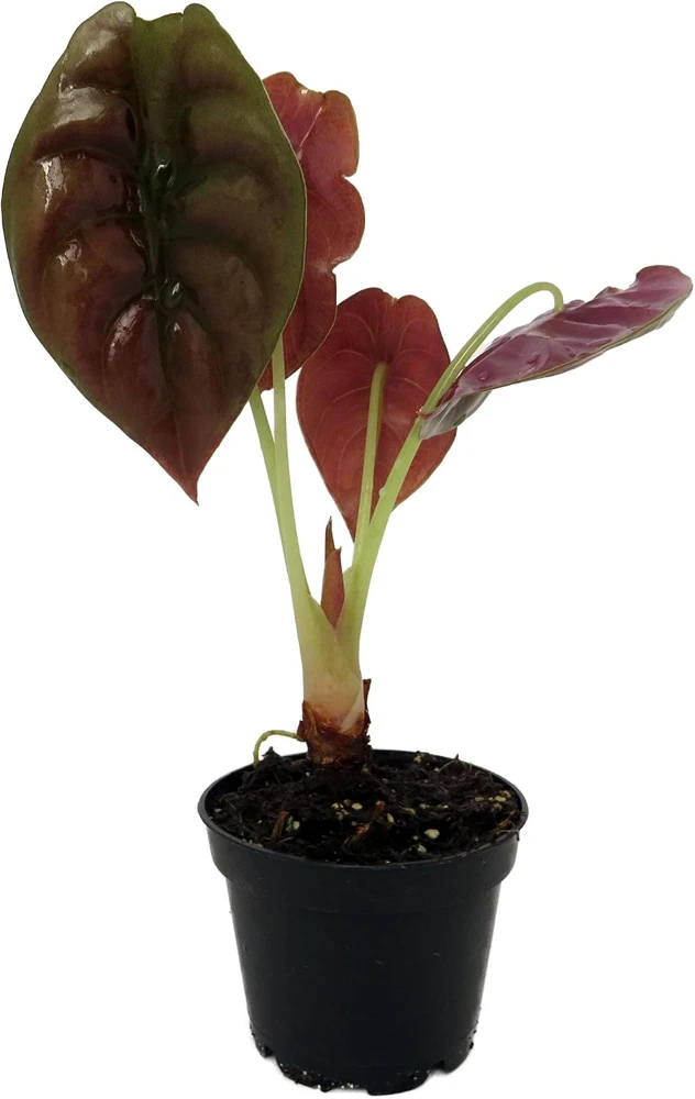 Alocasia Cuprea 'Red Secret' Live Plant – Exotic Houseplant – 2.5 inch Pot – Indoor - Image 1