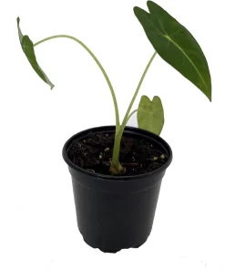 Alocasia Frydek Green Velvet Live Plant – 4 inch Pot – Indoor Houseplant - Image 2