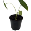 Alocasia Frydek Green Velvet Live Plant – 4 inch Pot – Indoor Houseplant - Image 1
