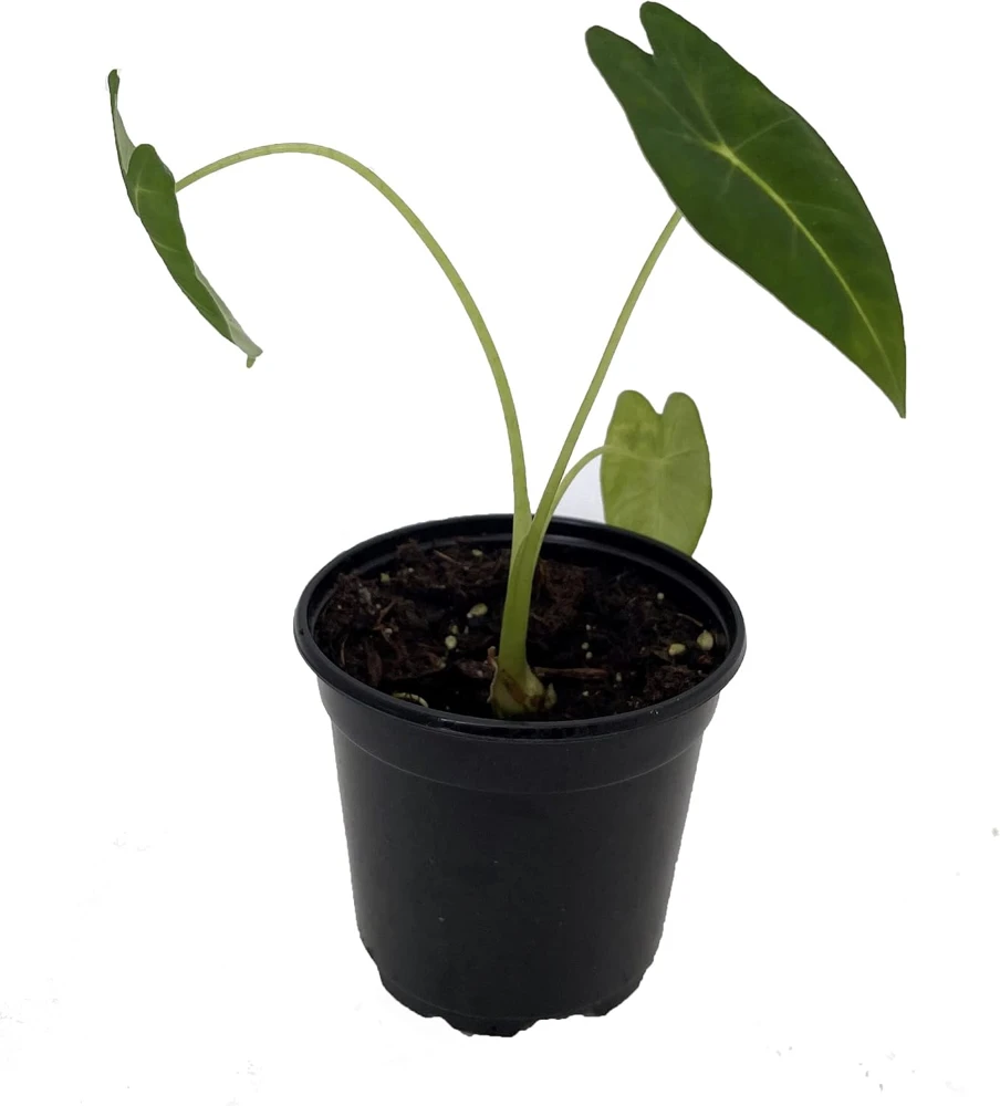 Alocasia Frydek Green Velvet Live Plant – 4 inch Pot – Indoor Houseplant - Image 1