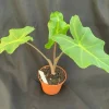 Alocasia Golden Dragon Live Plant – Rooted 3" Pot – Indoor - Image 1