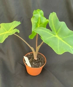 Alocasia Golden Dragon Live Plant – Rooted 3