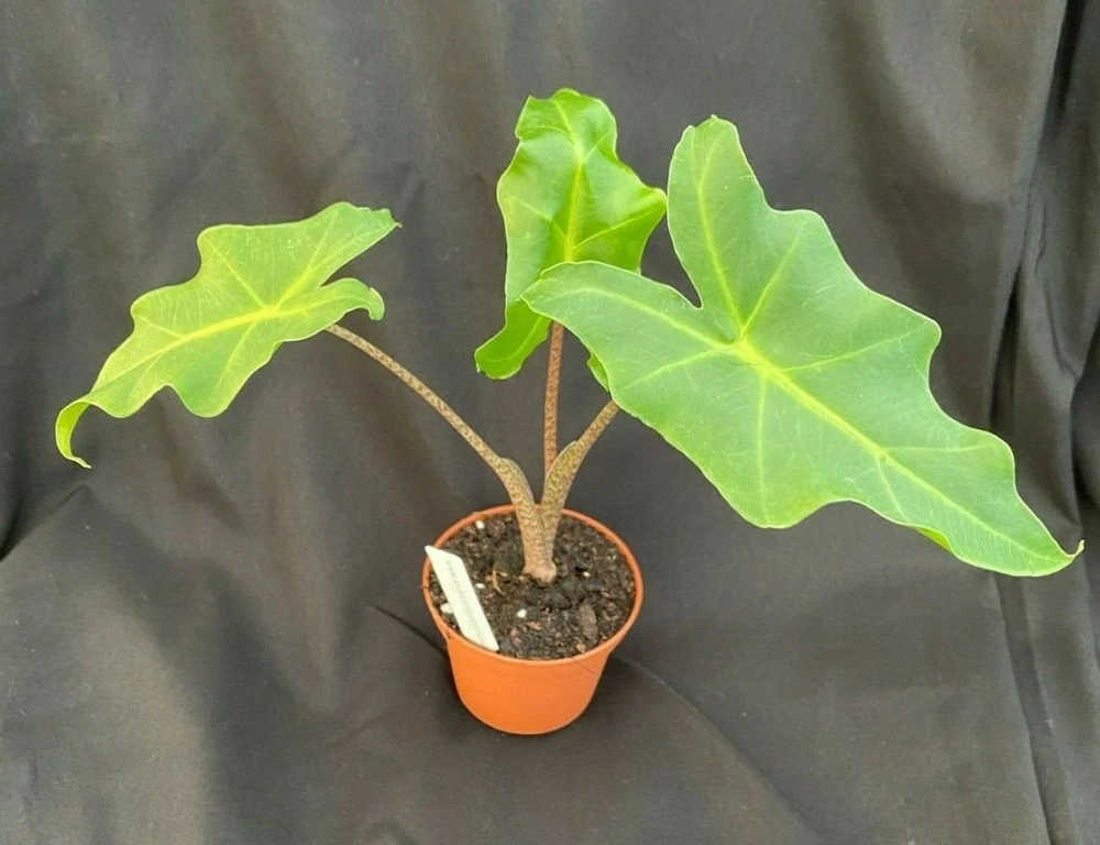 Alocasia Golden Dragon Live Plant – Rooted 3" Pot – Indoor - Image 1