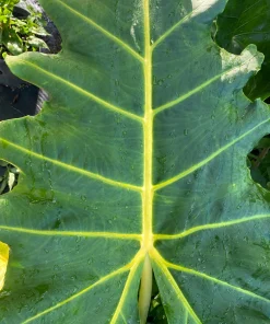 Alocasia Golden Dragon Live Plant – Rooted 3" Pot – Indoor - Image 2