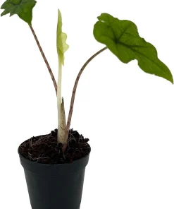 Alocasia Jacklyn Live Plant – 2 inch Pot – Collector's Series Indoor Plant - Image 2