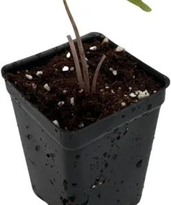 Alocasia Jacklyn Live Plant – 2 inch Pot – Collector's Series Indoor Plant - Image 3
