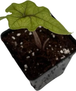 Alocasia Jacklyn Live Plant – 2 inch Pot – Collector's Series Indoor Plant - Image 4