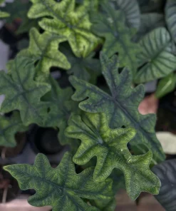 Alocasia Jacklyn Live Plant – 2 inch Pot – Collector's Series Indoor Plant - Image 5