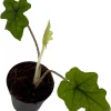Alocasia Jacklyn Live Plant – 2 inch Pot – Collector's Series Indoor Plant - Image 1