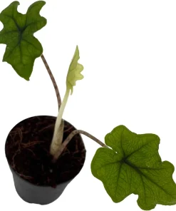 Alocasia Jacklyn Live Plant – 2 inch Pot – Collector's Series Indoor Plant - Image 1