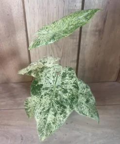 Alocasia Macrorrhiza Camouflage Variegated in 4