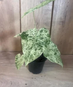 Alocasia Macrorrhiza Camouflage Variegated in 4