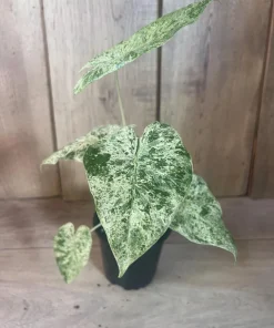 Alocasia Macrorrhiza Camouflage Variegated in 4
