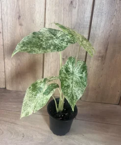 Alocasia Macrorrhiza Camouflage Variegated in 4