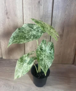 Alocasia Macrorrhiza Camouflage Variegated in 4