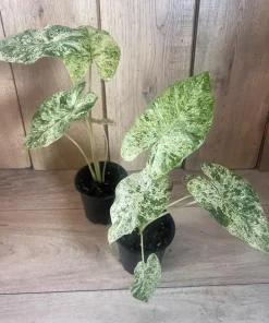 Alocasia Macrorrhiza Camouflage Variegated in 4