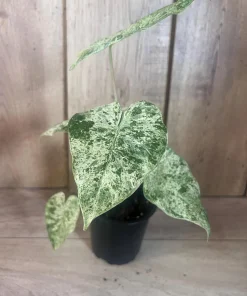 Alocasia Macrorrhiza Camouflage Variegated in 4