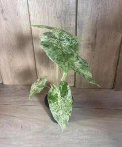Alocasia Macrorrhiza Camouflage Variegated in 4