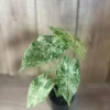 Alocasia Macrorrhiza Camouflage Variegated in 4" Pot, Rare plant - Image 1
