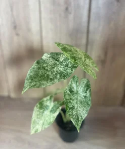 Alocasia Macrorrhiza Camouflage Variegated in 4