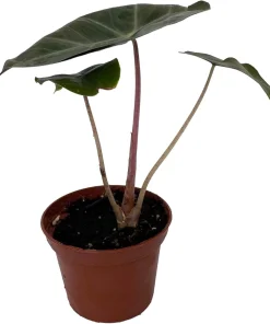 Alocasia Pink Princess Live Plant – Elephant Ear – 2.5" Pot – Indoor - Image 2