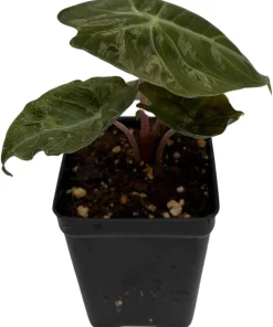 Alocasia Pink Princess Live Plant – Elephant Ear – 2.5