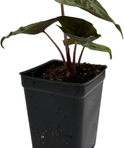 Alocasia Pink Princess Live Plant – Elephant Ear – 2.5