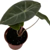 Alocasia Pink Princess Live Plant – Elephant Ear – 2.5" Pot – Indoor - Image 1