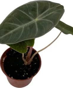 Alocasia Pink Princess Live Plant – Elephant Ear – 2.5
