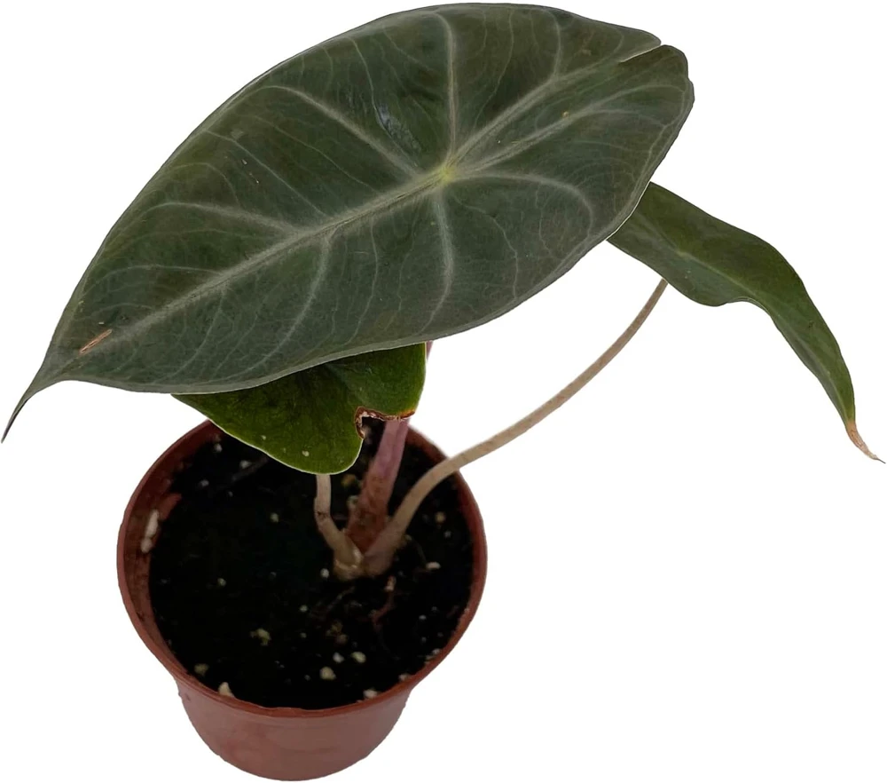 Alocasia Pink Princess Live Plant – Elephant Ear – 2.5" Pot – Indoor - Image 1