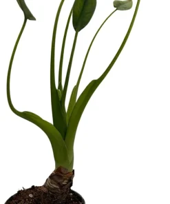 Alocasia Tiny Dancers Live Plant - Elephant Ear - 4" Pot - Indoor - Image 2