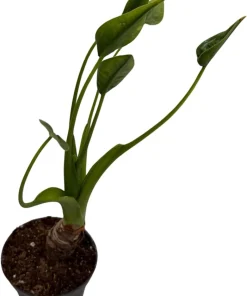Alocasia Tiny Dancers Live Plant - Elephant Ear - 4