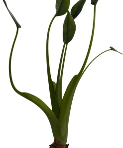 Alocasia Tiny Dancers Live Plant - Elephant Ear - 4