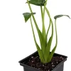 Alocasia Tiny Dancers Live Plant - Elephant Ear - 4" Pot - Indoor - Image 1