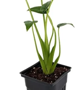 Alocasia Tiny Dancers Live Plant - Elephant Ear - 4