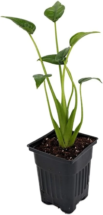Alocasia Tiny Dancers Live Plant - Elephant Ear - 4" Pot - Indoor - Image 1