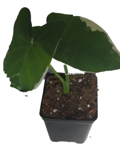 Alocasia Xanthosoma Live Plant - Mickey Mouse Elephant Ear - 2.5 inch Pot - Indoor Houseplant - Image 2
