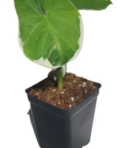 Alocasia Xanthosoma Live Plant - Mickey Mouse Elephant Ear - 2.5 inch Pot - Indoor Houseplant - Image 3