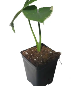 Alocasia Xanthosoma Live Plant - Mickey Mouse Elephant Ear - 2.5 inch Pot - Indoor Houseplant - Image 4