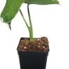 Alocasia Xanthosoma Live Plant - Mickey Mouse Elephant Ear - 2.5 inch Pot - Indoor Houseplant - Image 1