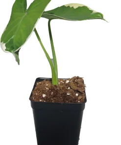 Alocasia Xanthosoma Live Plant - Mickey Mouse Elephant Ear - 2.5 inch Pot - Indoor Houseplant - Image 1