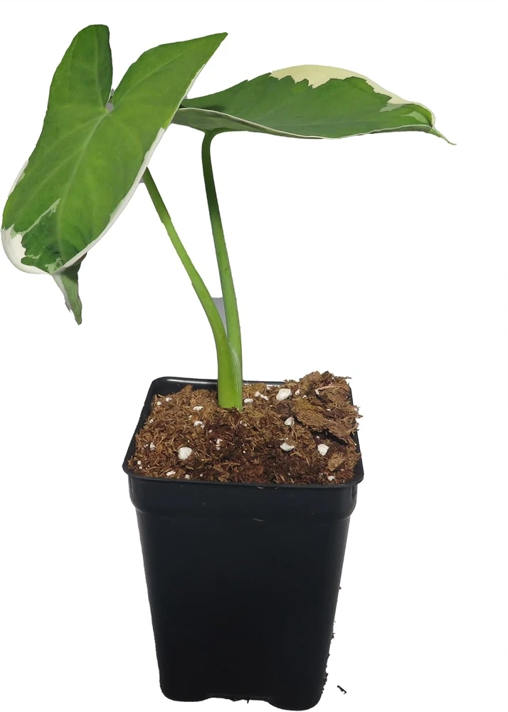 Alocasia Xanthosoma Live Plant - Mickey Mouse Elephant Ear - 2.5 inch Pot - Indoor Houseplant - Image 1