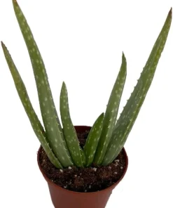 Aloe Vera Live Plant – 2.5 inch Pot – Indoor Succulent – Medicine Plant - Image 2